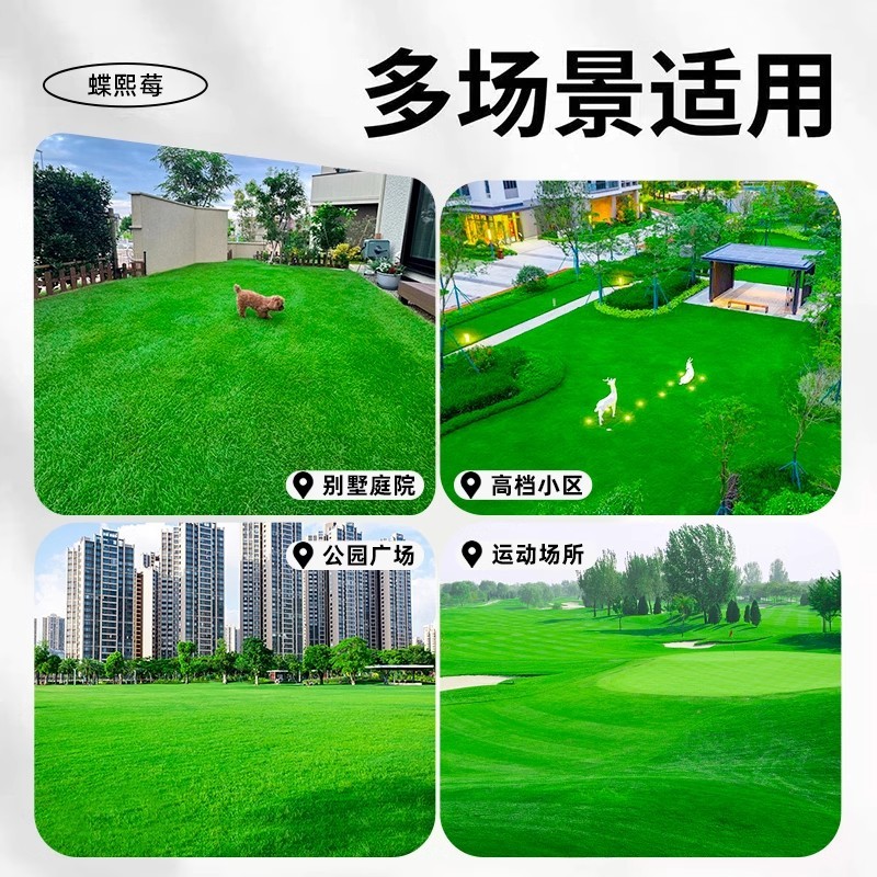 草坪草籽四季常青免修剪细弱剪股颖匍匐剪股颖庭院别墅绿化草
