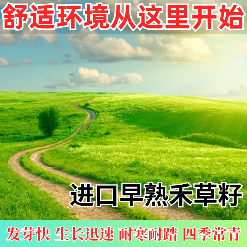 早熟禾草籽草坪草种矮生耐践踏耐寒四季常青种子庭院别墅绿化