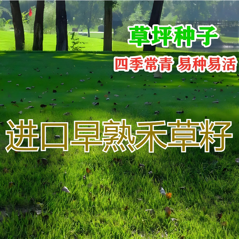 早熟禾草籽草坪草种矮生耐践踏耐寒四季常青种子庭院别墅绿化