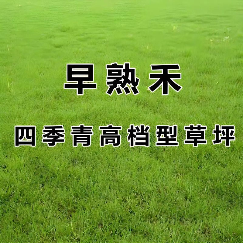 早熟禾草籽草坪草种矮生耐践踏耐寒四季常青种子庭院别墅绿化