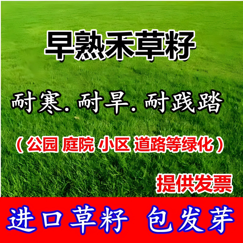 早熟禾草籽草坪草种矮生耐践踏耐寒四季常青种子庭院别墅绿化