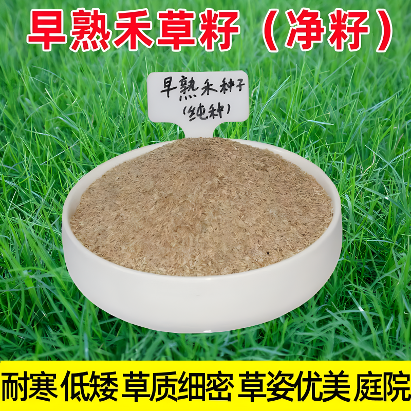 早熟禾草籽草坪草种矮生耐践踏耐寒四季常青种子庭院别墅绿化