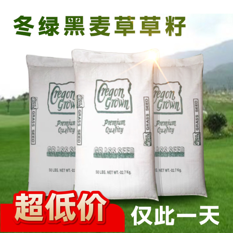 草坪草籽黑麦草种籽多年生矮生耐寒四季常青庭院绿化护坡草皮
