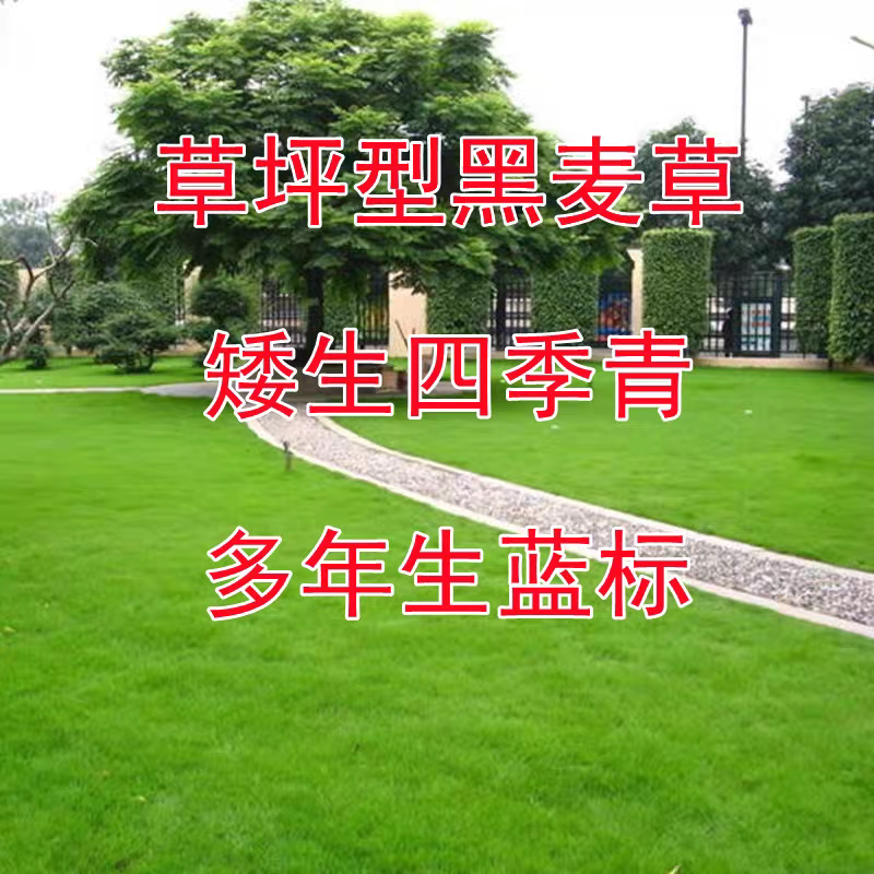 草坪草籽黑麦草种籽多年生矮生耐寒四季常青庭院绿化护坡草皮