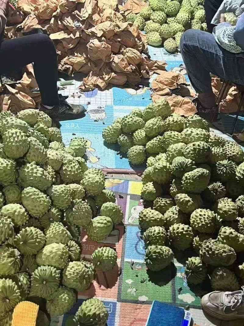 海南凤梨释迦一件代发产地直发一手货源对接各大电商平台