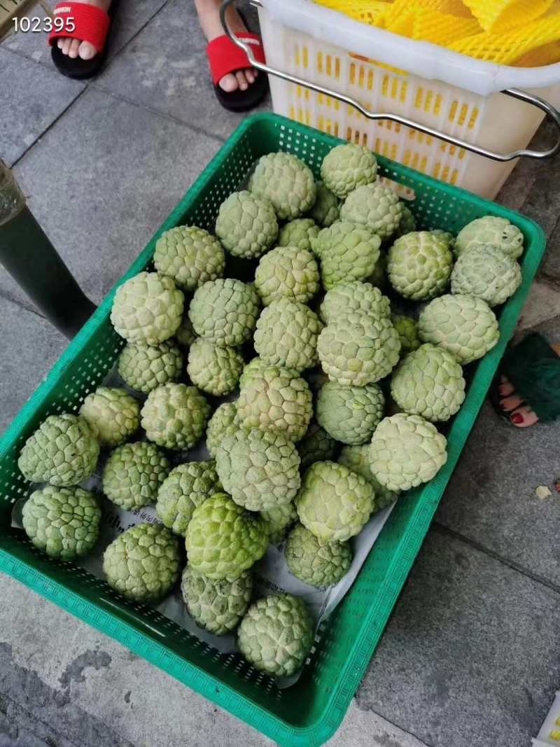 海南凤梨释迦一件代发产地直发一手货源对接各大电商平台
