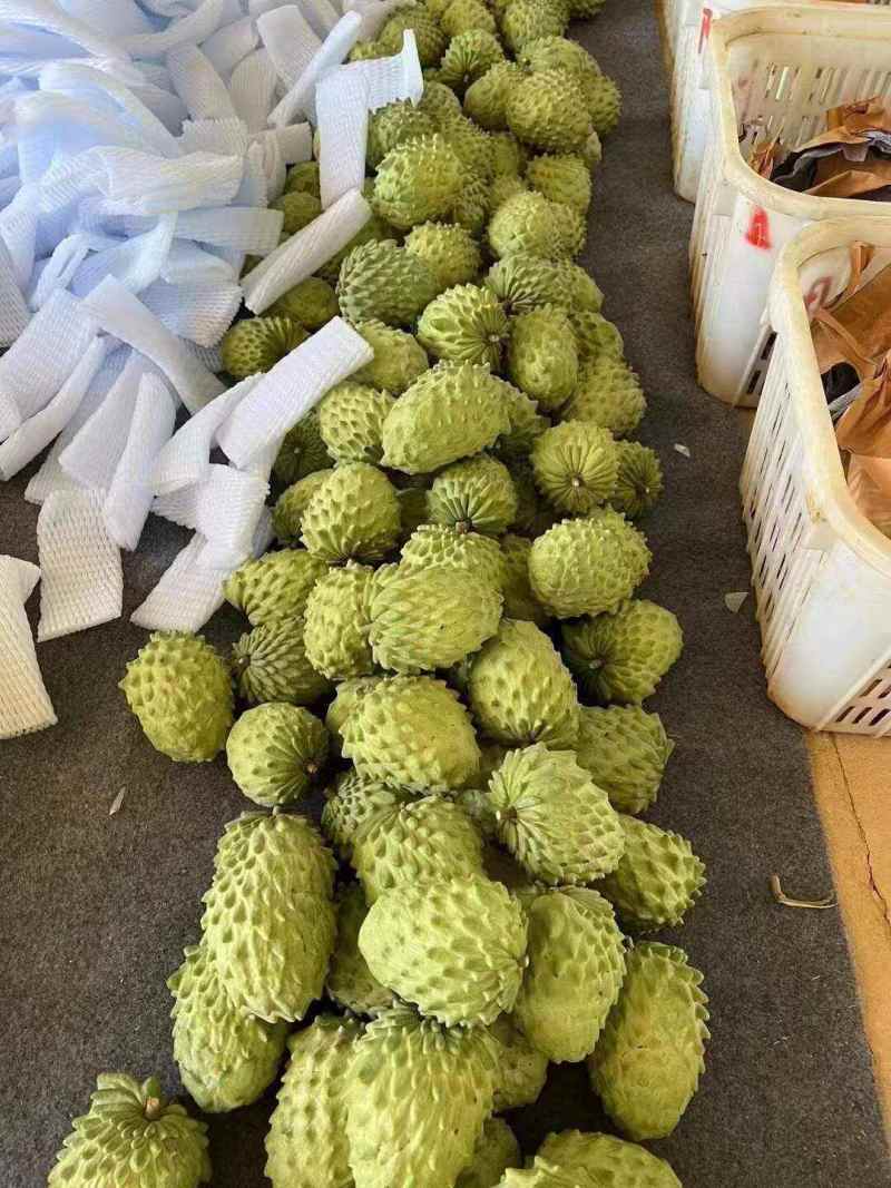 海南凤梨释迦一件代发产地直发一手货源对接各大电商平台