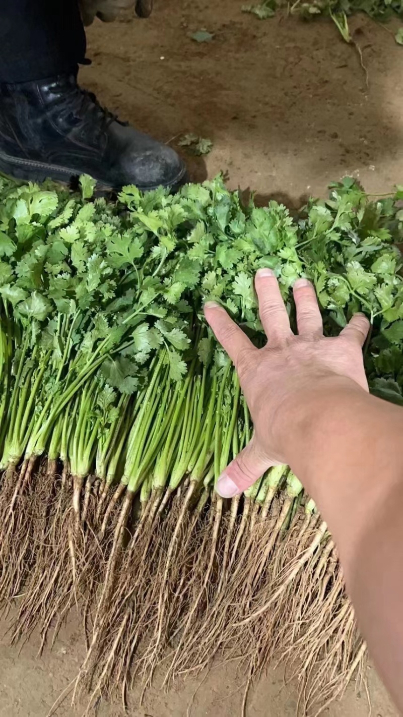 【价格透明】精品大叶香菜量大优惠质量保证来电要货