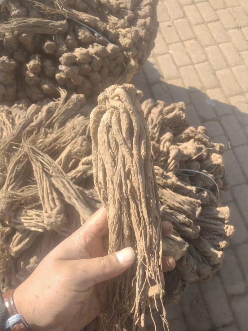 岷县当归精品当归价格可谈特大级当归电商当归
