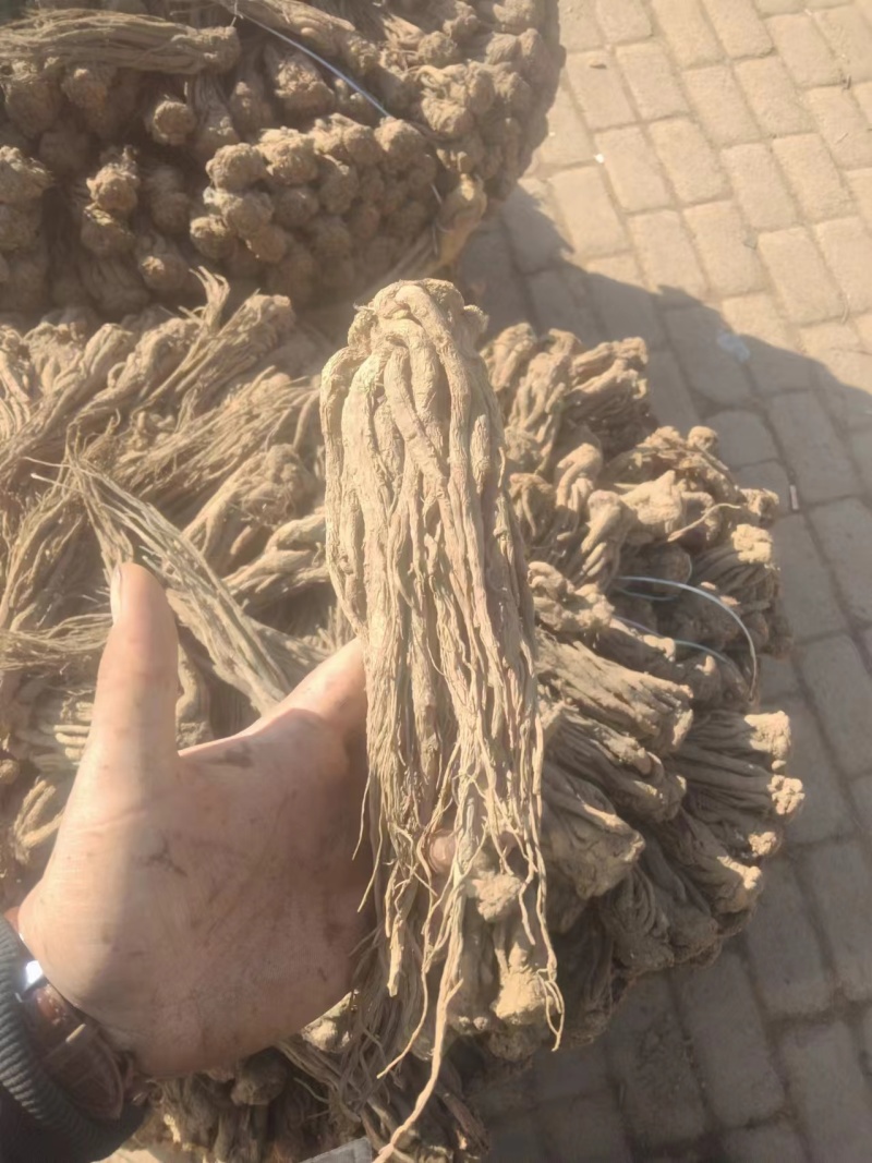 岷县当归精品当归价格可谈特大级当归电商当归