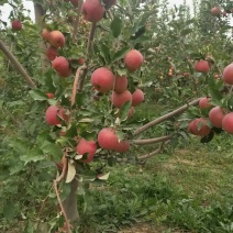 【冰糖心】新疆苹果冰糖心甜度高果色靓耐储存运输承接电商