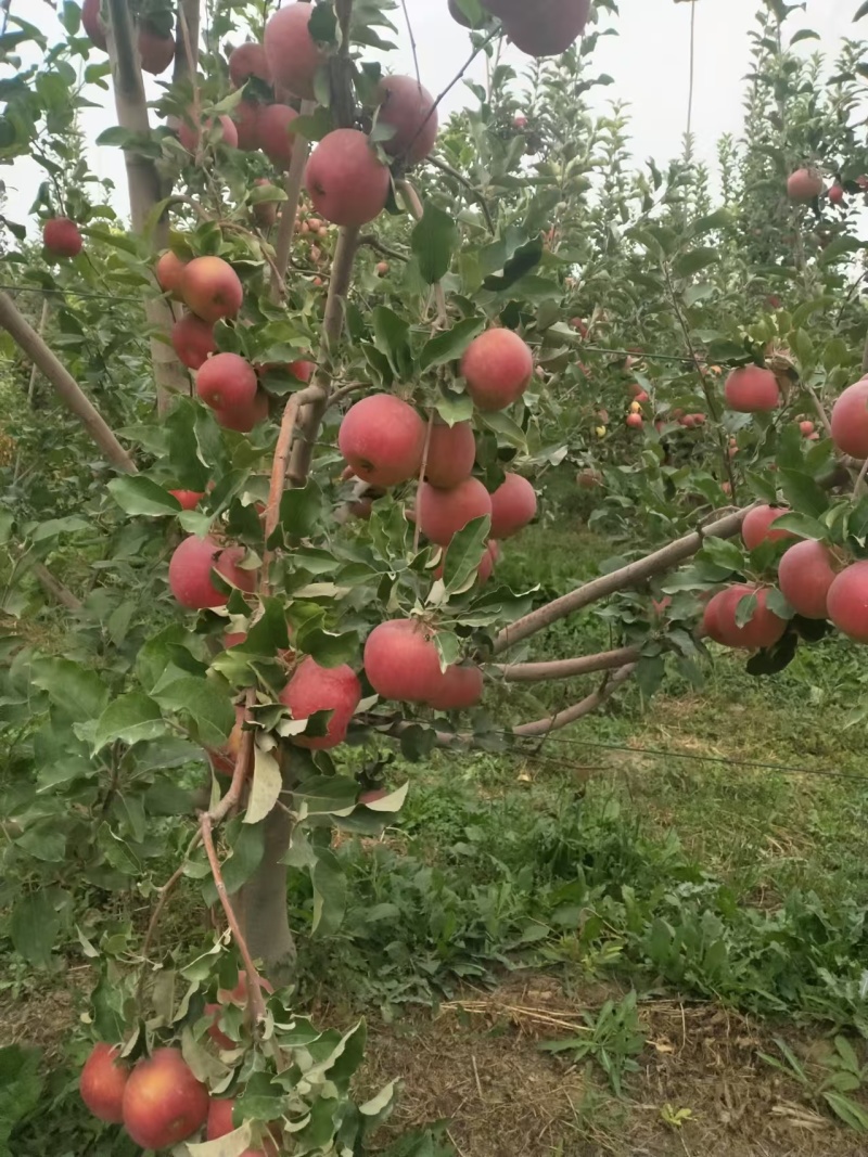 【冰糖心】新疆苹果冰糖心甜度高果色靓耐储存运输承接电商