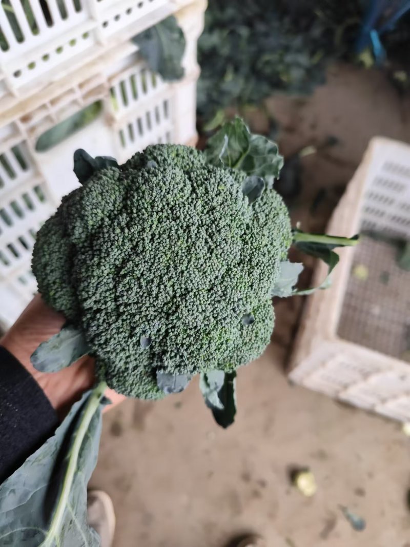 周口西兰花有机菜花，市场，电商，加工厂大量供应