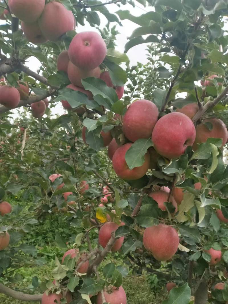 【冰糖心】新疆苹果冰糖心甜度高果色靓耐储存运输承接电商