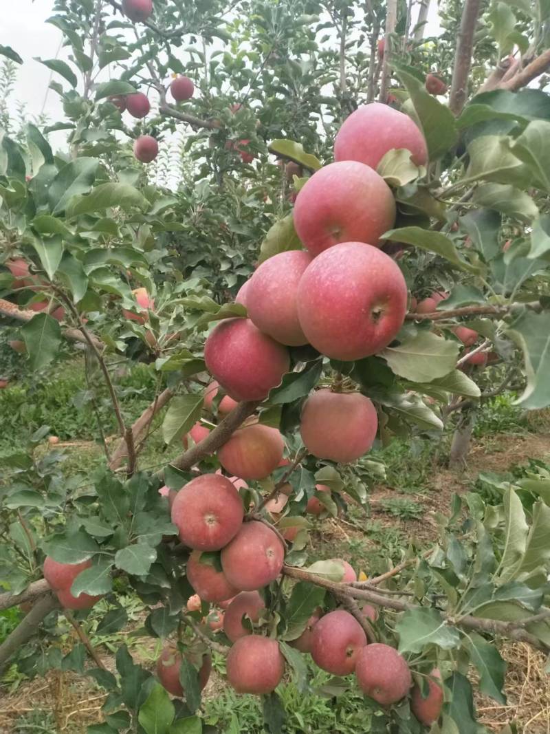 【冰糖心】新疆苹果冰糖心甜度高果色靓耐储存运输承接电商