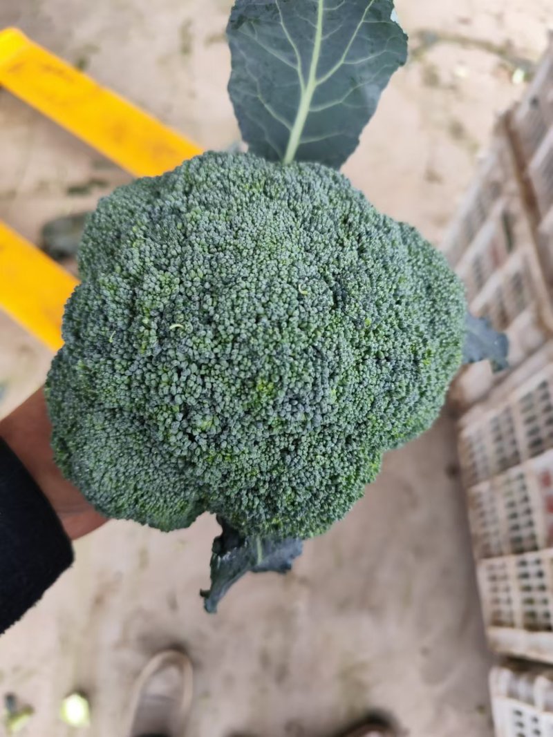 周口西兰花有机菜花，市场，电商，加工厂大量供应
