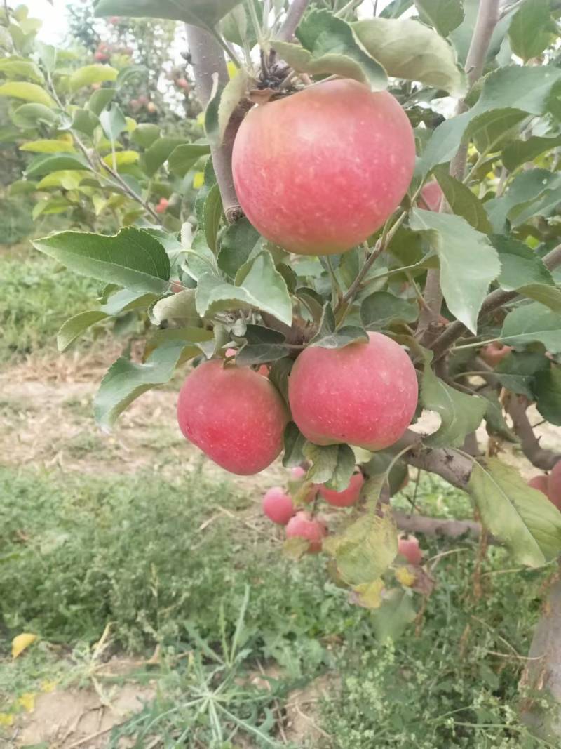【冰糖心】新疆苹果冰糖心甜度高果色靓耐储存运输承接电商