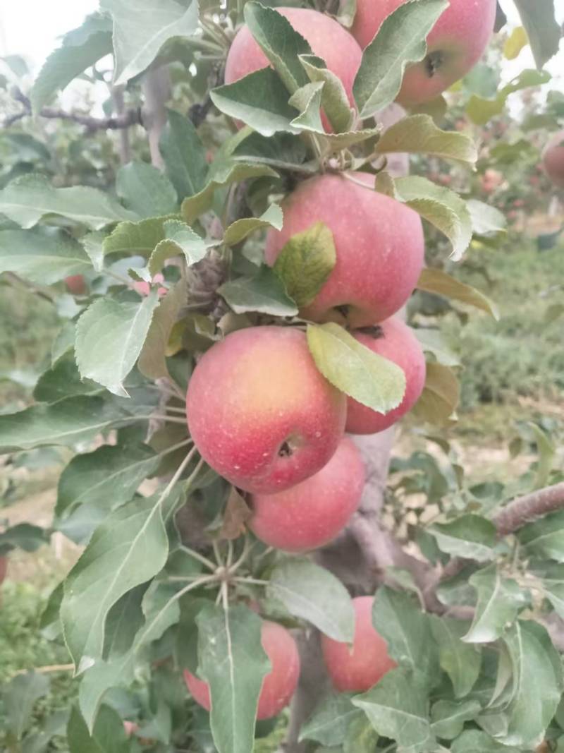 【冰糖心】新疆苹果冰糖心甜度高果色靓耐储存运输承接电商