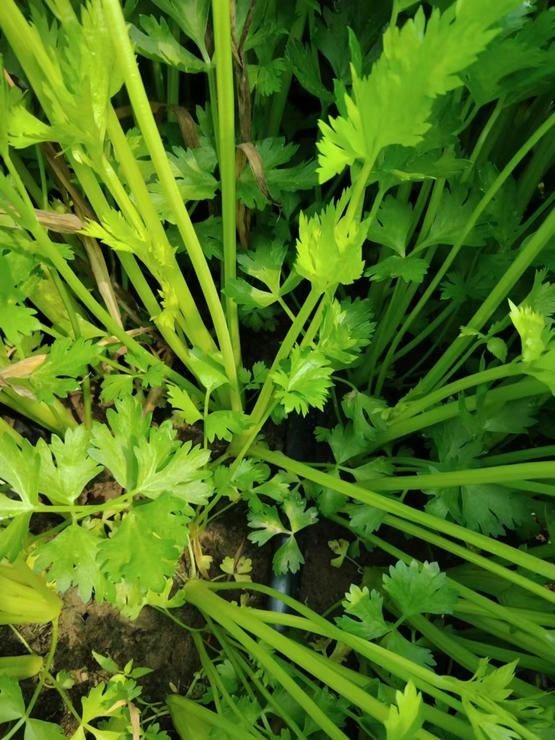 精品香芹，割，拔