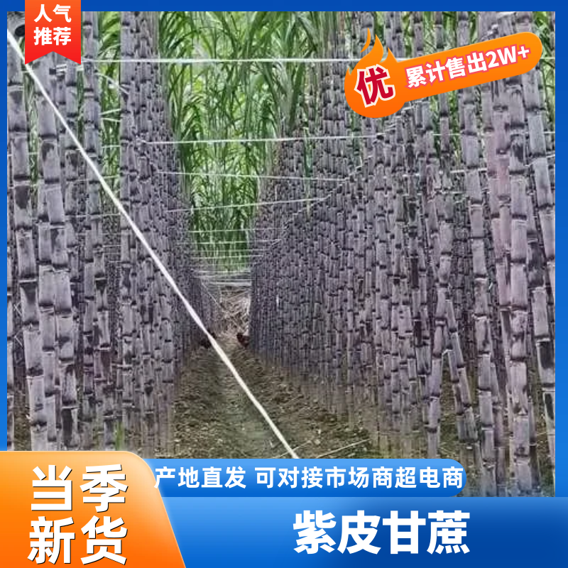 【精品货源】紫皮甘蔗种植基地长节口感脆甜品种优良保质保量