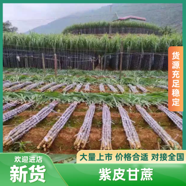 【货源充足】紫皮甘蔗种植基地长节口感脆甜品种优良保质保量