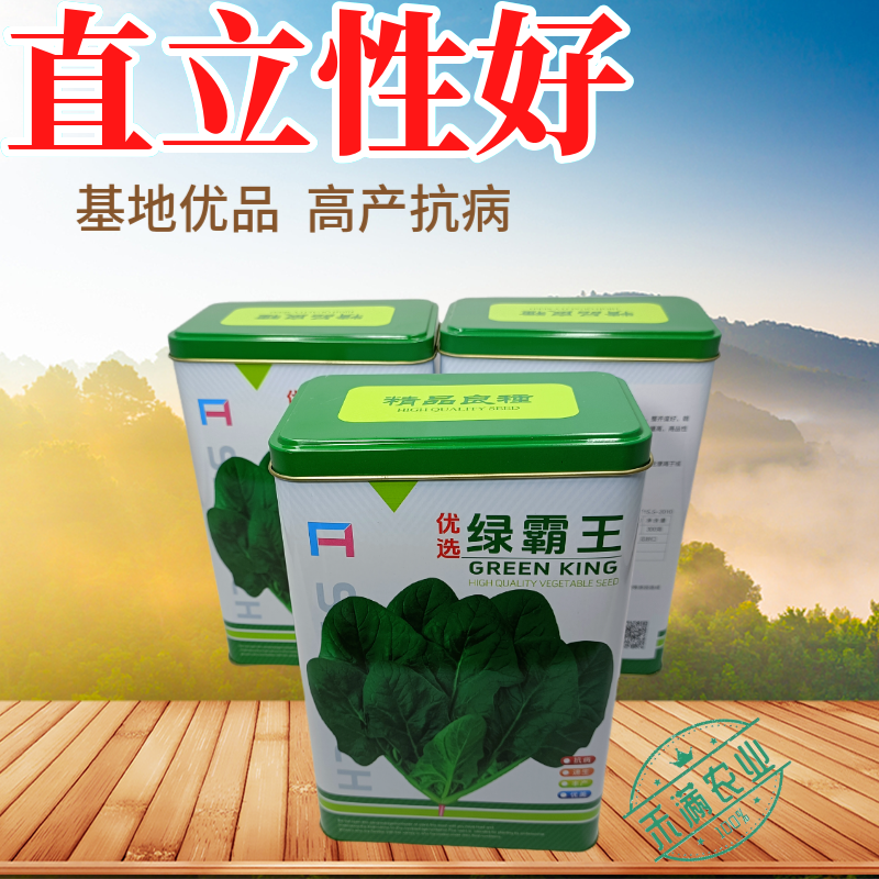 杂交一代菠菜种子直立好叶厚高产抗病耐寒耐热易种畅销优质菜