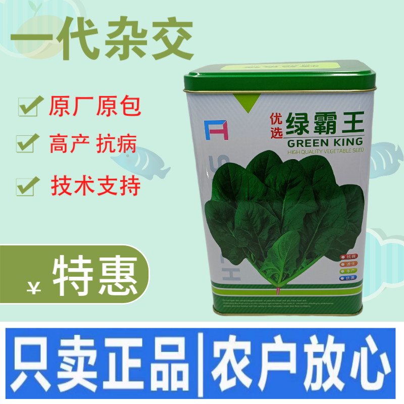 杂交一代菠菜种子直立好叶厚高产抗病耐寒耐热易种畅销优质菜
