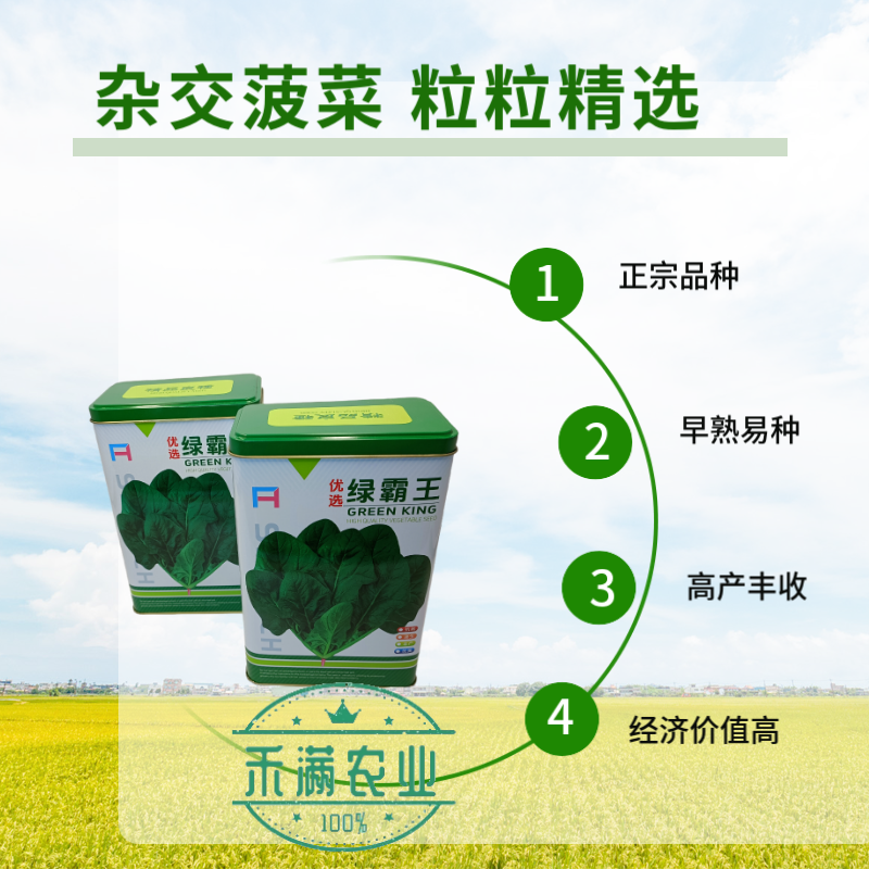 杂交一代菠菜种子直立好叶厚高产抗病耐寒耐热易种畅销优质菜