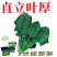 杂交一代菠菜种子直立好叶厚高产抗病耐寒耐热易种畅销优质菜