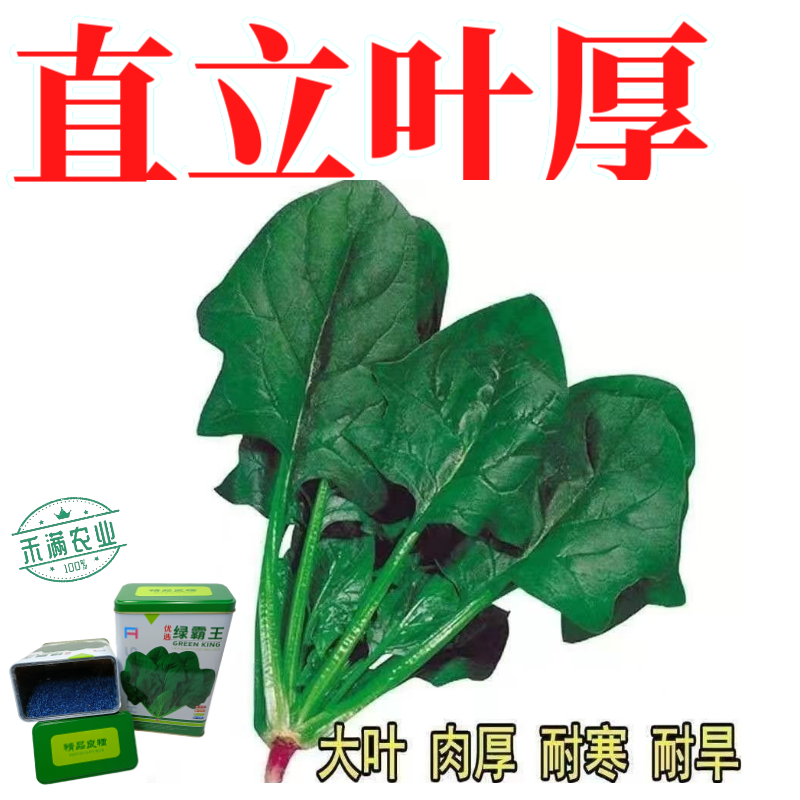 杂交一代菠菜种子直立好叶厚高产抗病耐寒耐热易种畅销优质菜