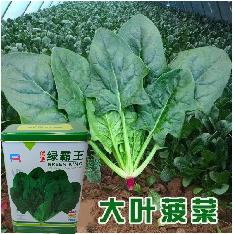 杂交一代菠菜种子直立好叶厚高产抗病耐寒耐热易种畅销优质菜