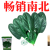 杂交一代菠菜种子直立好叶厚高产抗病耐寒耐热易种畅销优质菜