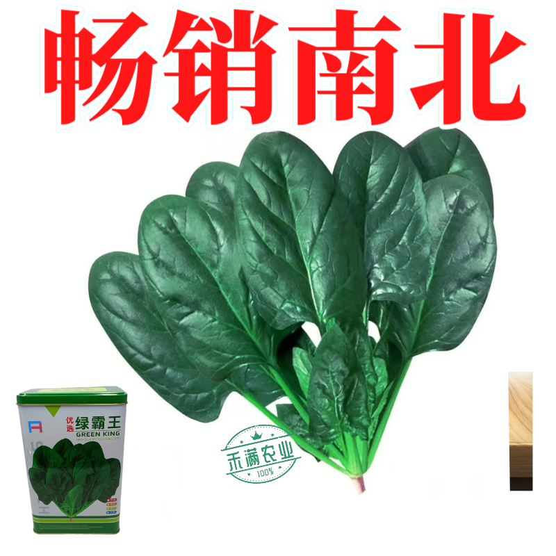 杂交一代菠菜种子直立好叶厚高产抗病耐寒耐热易种畅销优质菜
