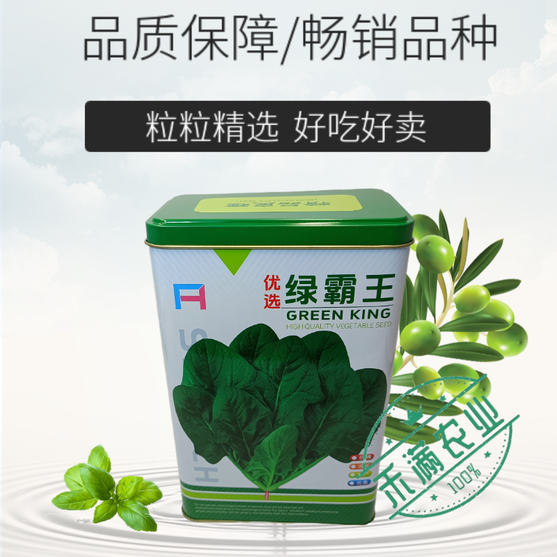 杂交一代菠菜种子直立好叶厚高产抗病耐寒耐热易种畅销优质菜