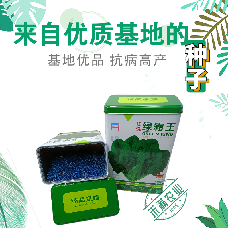 杂交一代菠菜种子直立好叶厚高产抗病耐寒耐热易种畅销优质菜
