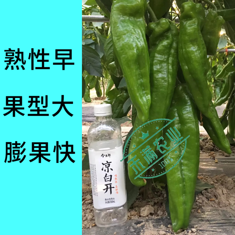 王炸品美玉大辣椒种籽特大薄皮椒种籽高端辣椒种籽皱皮椒种籽