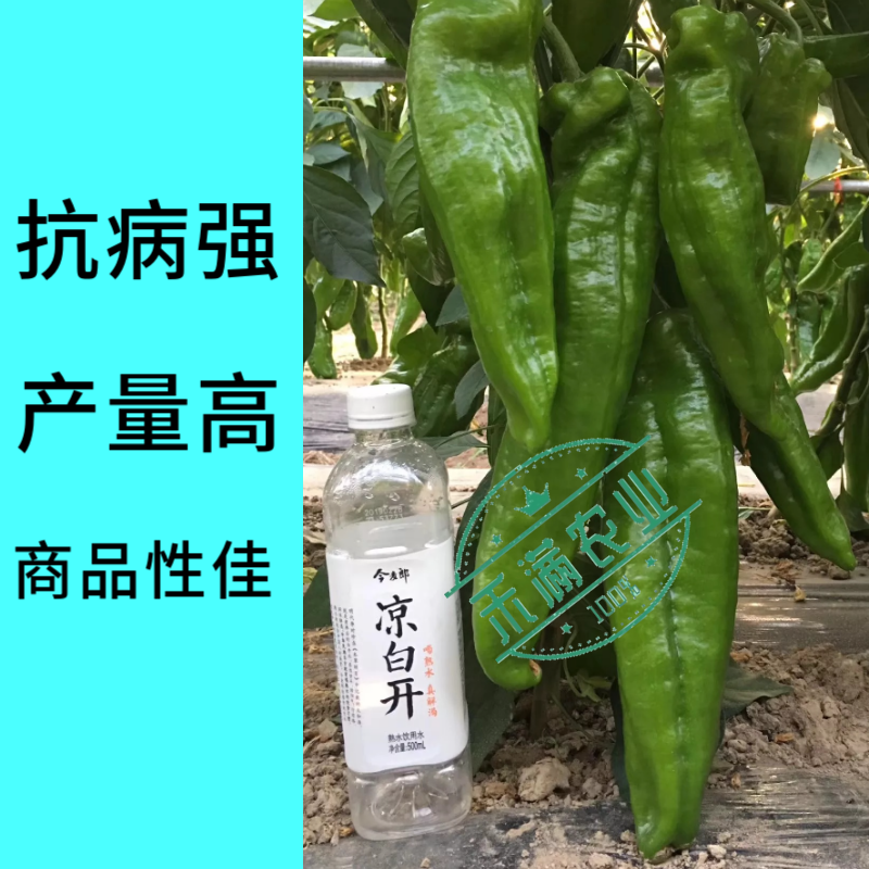 王炸品美玉大辣椒种籽特大薄皮椒种籽高端辣椒种籽皱皮椒种籽