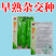 王炸品美玉大辣椒种籽特大薄皮椒种籽高端辣椒种籽皱皮椒种籽