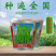 基地优品杭椒种子籽早熟微辣四季辣椒蔬菜种孑杭椒216