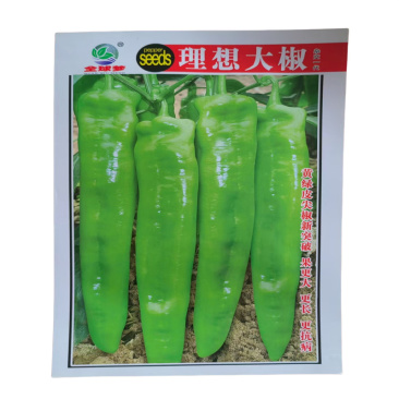 理想大辣椒种子中早熟黄皮尖椒种子大果羊角青椒种子高产