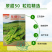 基地翠甜菜苔50天70天早熟白菜苔种子耐热抗热小白菜苔种