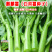 基地优品麒麟白菜苔种子120天晚熟耐寒越冬小白菜苔种子