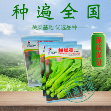 基地优品麒麟白菜苔种子120天晚熟耐寒越冬小白菜苔种子