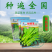 基地优品麒麟白菜苔种子120天晚熟耐寒越冬小白菜苔种子