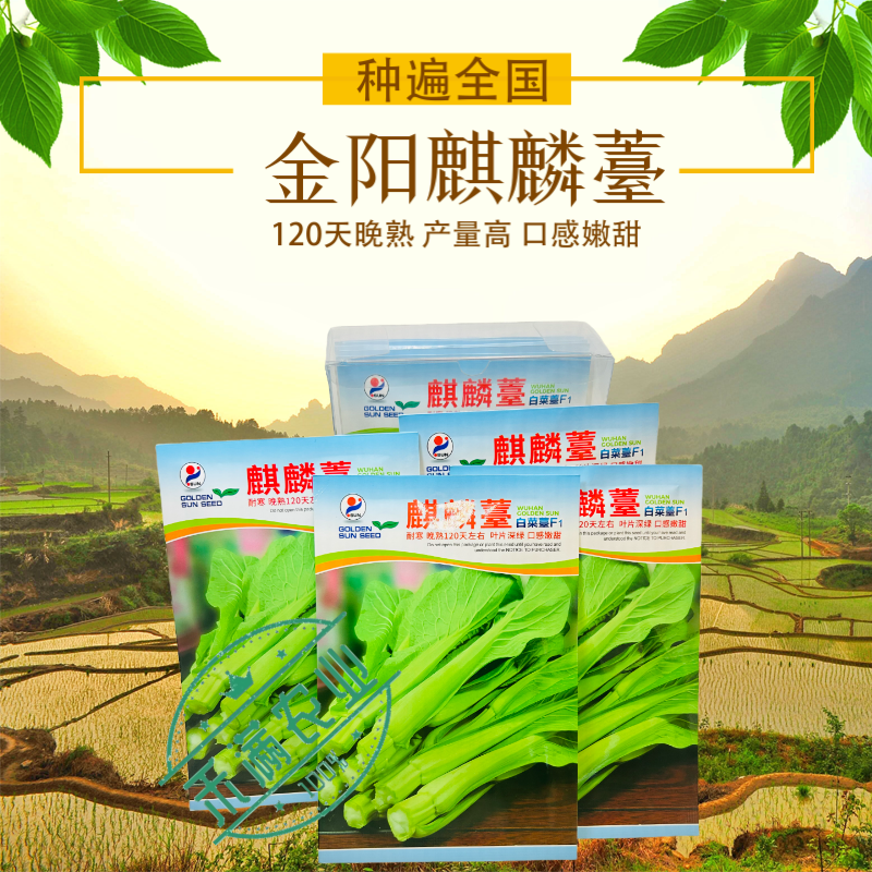 基地优品麒麟白菜苔种子120天晚熟耐寒越冬小白菜苔种子