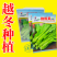 基地优品麒麟白菜苔种子120天晚熟耐寒越冬小白菜苔种子