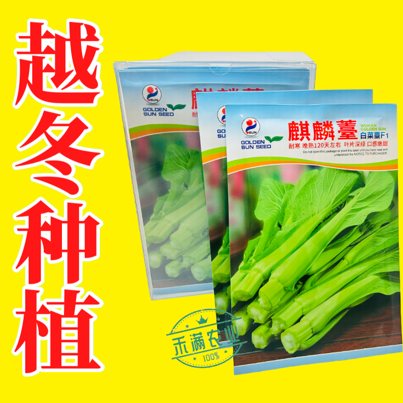 基地优品麒麟白菜苔种子120天晚熟耐寒越冬小白菜苔种子