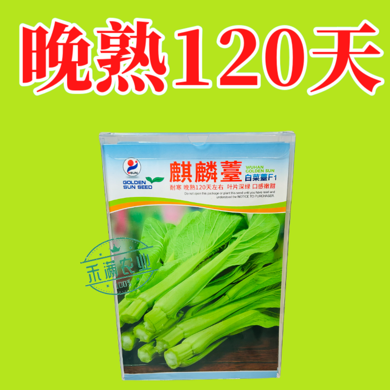基地优品麒麟白菜苔种子120天晚熟耐寒越冬小白菜苔种子