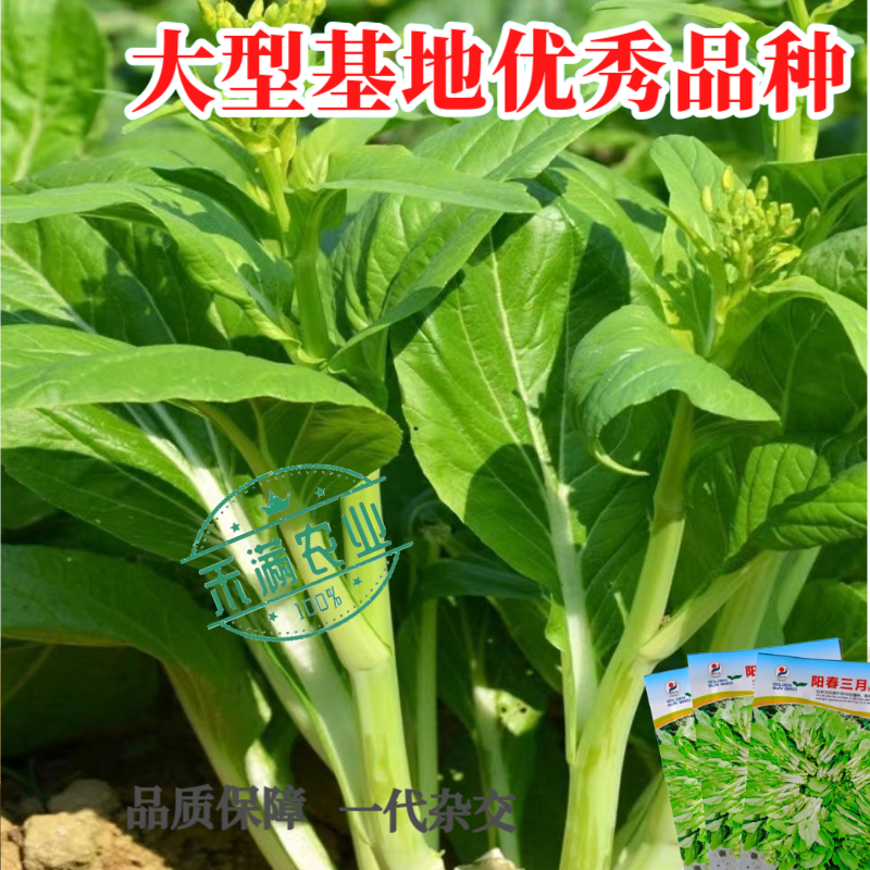 阳春三月白菜苔种子青菜苔种子越冬耐寒蔬菜种了籽四季蔬菜种