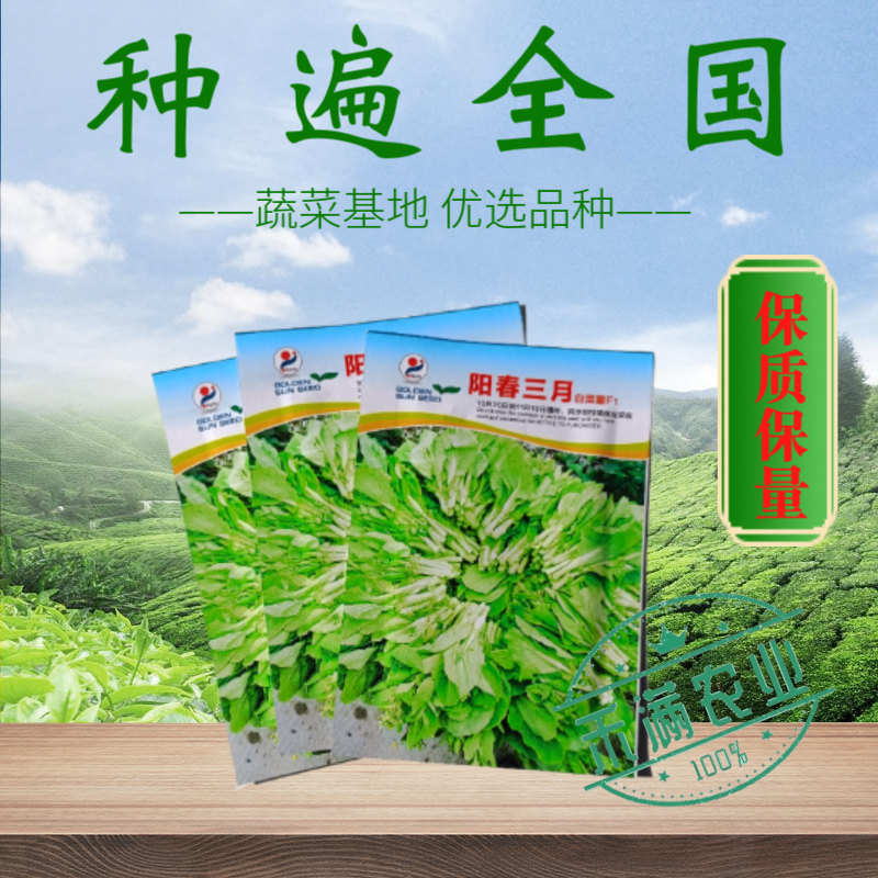阳春三月白菜苔种子青菜苔种子越冬耐寒蔬菜种了籽四季蔬菜种